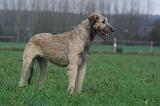 IRISH WOLFHOUND 270